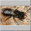 Heriades truncorum - Loecherbiene m09d 6mm.jpg